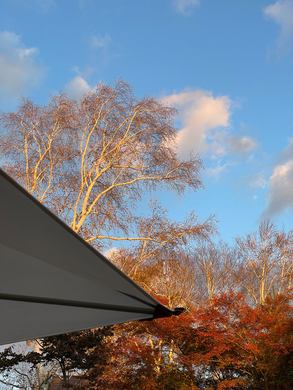 Primitivo Parasol